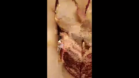 954girl online show from April 2026 02:37:02 AM