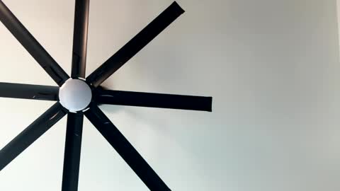 Little Wolfie online show from January 2025 10:07:02 PM