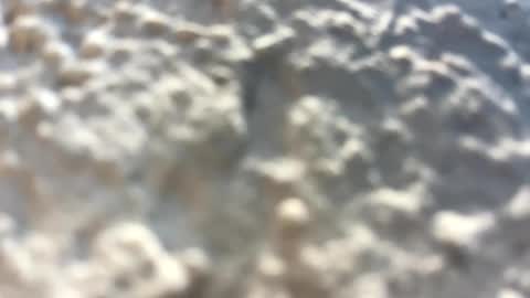 Little Wolfie online show from February 2025 04:10:01 PM