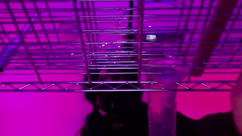 Natasha Diavolo online show from December 2024 11:22:01 AM