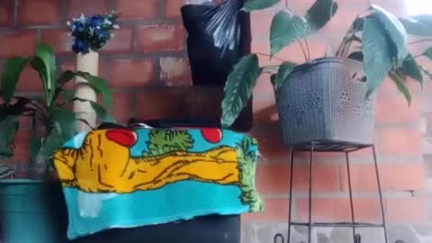 Snapshot of _tarek_ chatting on October 2025 10:17:02 PM _tarek_ online show from October 2025 10:17:02 PM