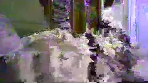 a203530 online show from January 2026 10:23:01 PM