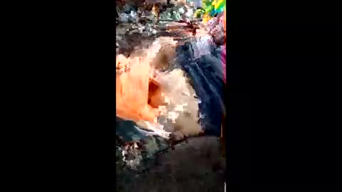 alagatorsnappnturtle671235 online show from April 2026 01:15:01 PM