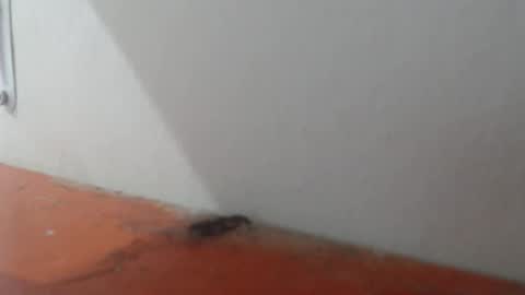 Alexamdergal online show from March 2026 11:01:01 PM