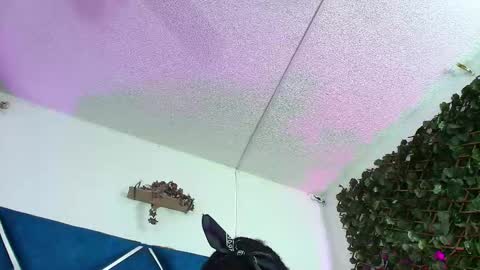 Alexa online show from March 2026 02:28:02 AM