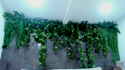 Alice online show from November 2025 05:01:02 PM