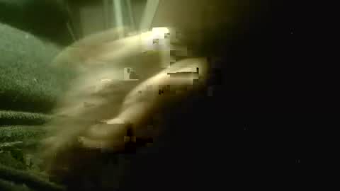 Snapshot of amolafica12 chatting on December 2025 05:18:02 PM amolafica12 online show from December 2025 05:18:02 PM