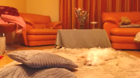 Andra online show from December 2025 07:53:02 PM