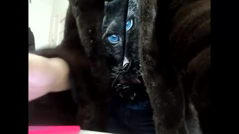 Your dreams best breasts online show from January 2025 11:56:02 AM