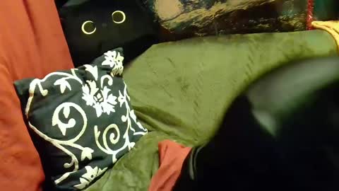 Snapshot of average_girl222 chatting on February 2025 02:46:01 PM raven blue online show from February 2025 02:46:01 PM