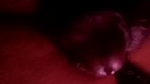 Snapshot of bcfalcon69 chatting on April 2026 03:18:01 AM bcfalcon69 online show from April 2026 03:18:01 AM