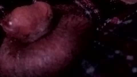 Snapshot of bcfalcon69 chatting on April 2026 03:55:01 AM bcfalcon69 online show from April 2026 03:55:01 AM