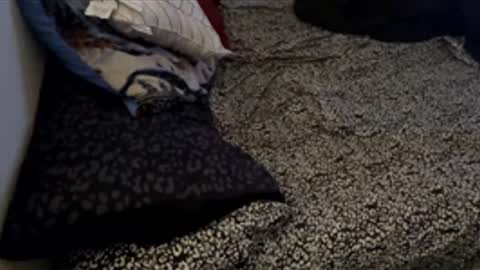 bigdickpapishampoo online show from November 2025 06:21:02 PM