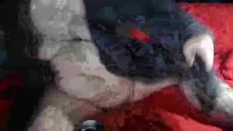 biggrey66 online show from December 2024 04:34:02 AM