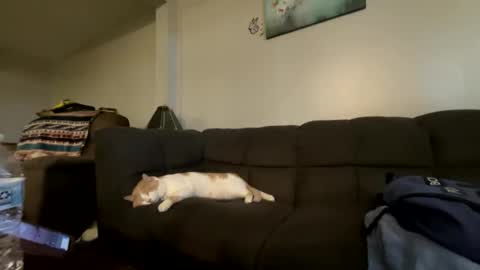 Snapshot of bluebloodednorsewitch chatting on October 2025 02:29:01 PM bluebloodednorsewitch online show from October 2025 02:29:01 PM