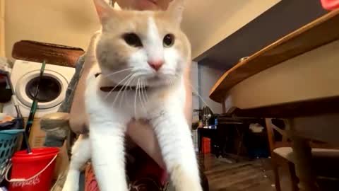 Snapshot of bluebloodednorsewitch chatting on March 2026 04:01:02 AM bluebloodednorsewitch online show from March 2026 04:01:02 AM