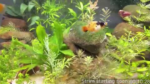 Booker Baxton online show from March 2026 03:00:02 AM