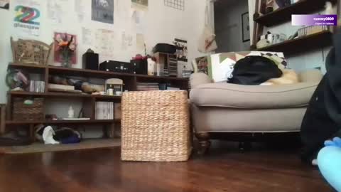 boywithbug online show from March 2025 06:44:02 PM