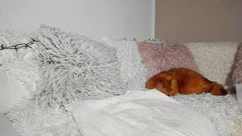 Snapshot of brianadiamondxxx chatting on April 2026 07:14:01 PM brianadiamondxxx online show from April 2026 07:14:01 PM