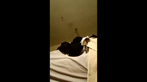 bricks4u online show from April 2026 03:43:02 AM