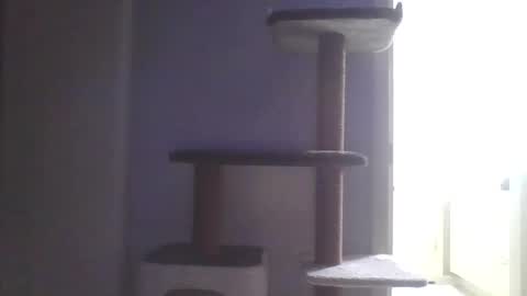 Snapshot of cammyman6900 chatting on November 2025 04:55:01 AM cammyman6900 online show from November 2025 04:55:01 AM