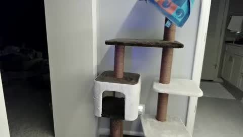 Snapshot of cammyman6900 chatting on March 2026 04:17:02 AM cammyman6900 online show from March 2026 04:17:02 AM