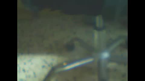 castells online show from February 2026 04:44:01 PM