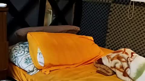 cezar online show from September 2025 02:19:01 PM