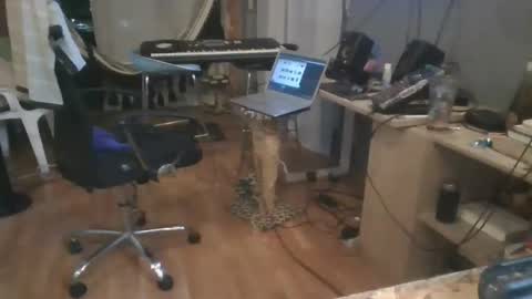 Snapshot of cristalcristo chatting on May 2026 05:02:01 AM cristalcristo online show from May 2026 05:02:01 AM