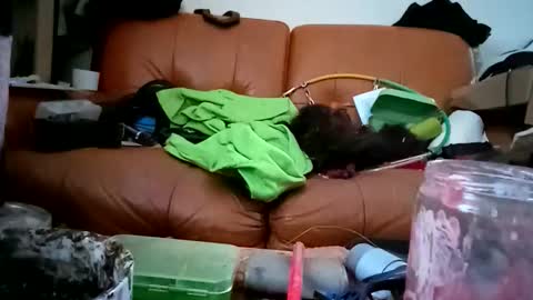 crystelweed online show from November 2025 08:56:01 AM