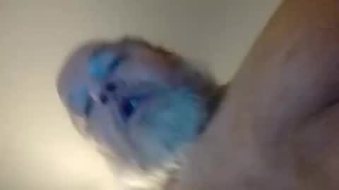 Snapshot of daddyshome4115 chatting on December 2025 06:42:02 AM Daddyshome4115 online show from December 2025 06:42:02 AM