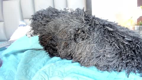 karol  online 2pm until 830 online show from February 2025 12:49:01 AM