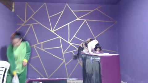 Snapshot of diana_smit_ chatting on January 2025 08:14:02 PM diana online show from January 2025 08:14:02 PM