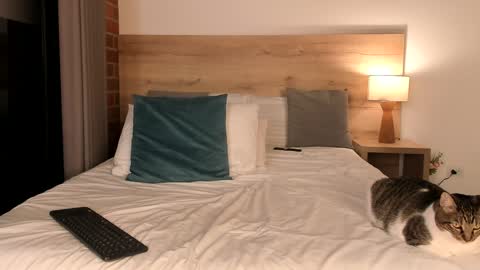 Dilarahkesh  online show from January 2025 10:32:02 AM