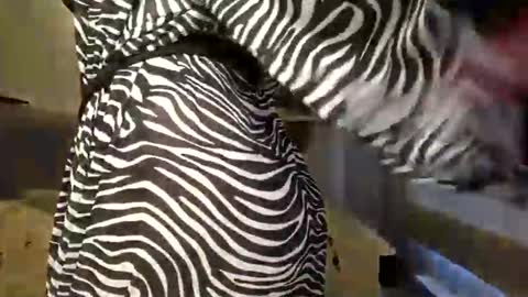 DOM MUMMY online show from March 2025 06:50:02 AM