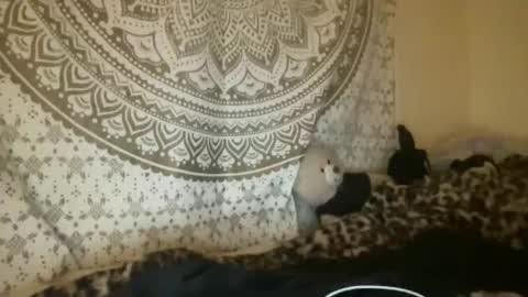 Snapshot of dream1girl_ chatting on April 2026 02:55:01 AM ur dream girl online show from April 2026 02:55:01 AM