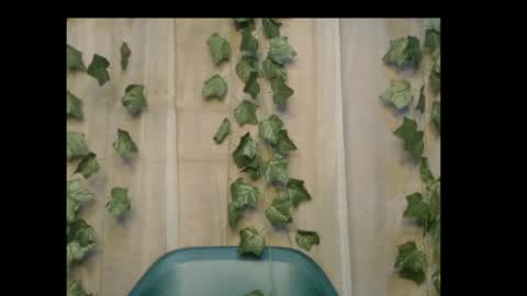 linda online show from October 2025 11:31:02 PM