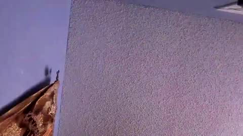 Santos online show from February 2025 12:53:02 AM