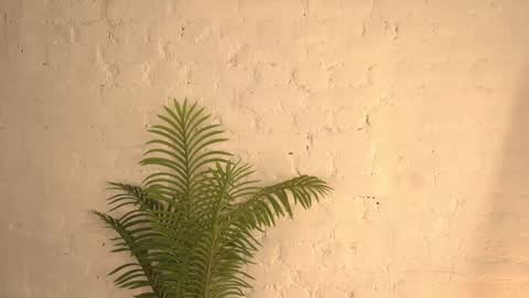 Snapshot of elliefrost chatting on March 2025 12:22:01 AM elliefrost online show from March 2025 12:22:01 AM