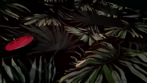 Eva online show from September 2025 06:45:02 AM