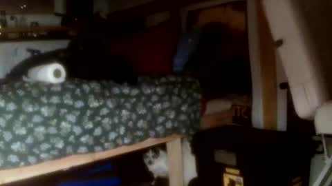 forestnymphpdx online show from November 2025 09:30:01 AM