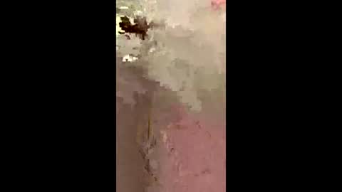 freelingling online show from December 2025 09:47:02 AM