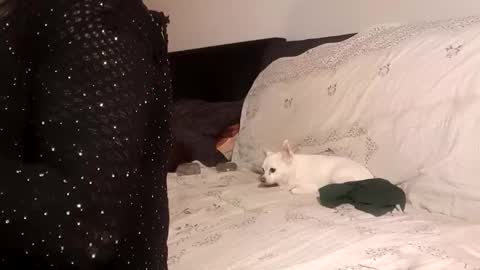 Snapshot of full4cefull chatting on September 2025 04:32:01 PM Pizzaz online show from September 2025 04:32:01 PM