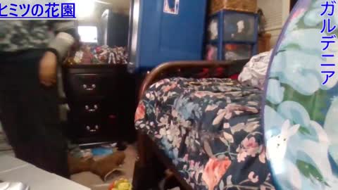 Gardenia online show from December 2024 07:49:02 AM