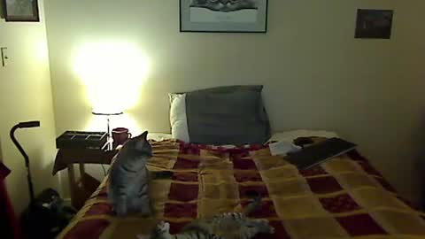 hammerthatthang73 online show from March 2026 09:43:02 AM