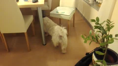 harald1234 online show from December 2025 07:30:02 PM