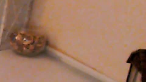 Heaven girl online show from February 2025 05:23:02 PM