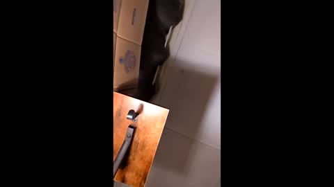 hungitalian40 online show from February 2026 09:37:02 AM