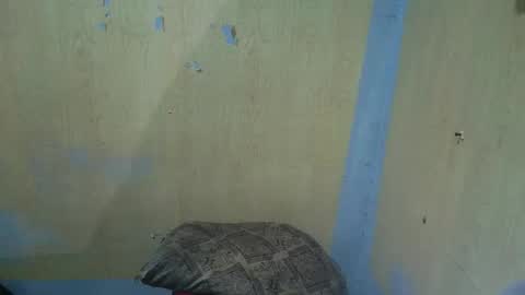 jillian_fuckdoll online show from December 2025 02:58:02 PM