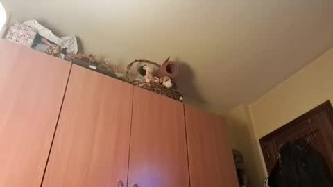 Snapshot of juanka85564456 chatting on January 2025 09:43:01 PM juanka85564456 online show from January 2025 09:43:01 PM